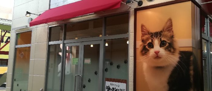 海老名ビナウォーク店 猫カフェ コックンの別荘